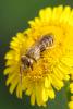 Seladonia subaurata